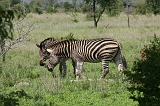 IMG_2955