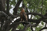 IMG_3014b