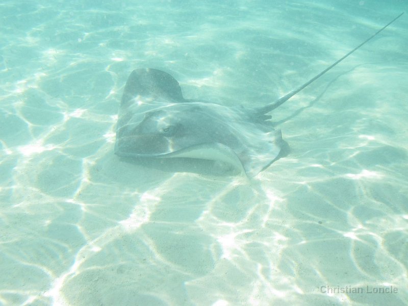 0053 IMG 0861 Moorea