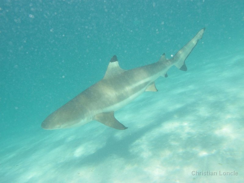 0055 IMG 0865 Moorea