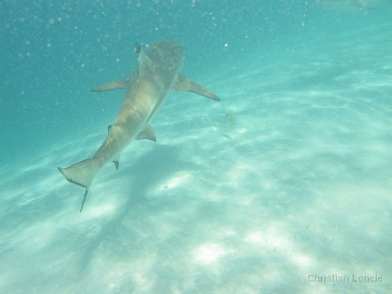 0057 IMG 0868 Moorea
