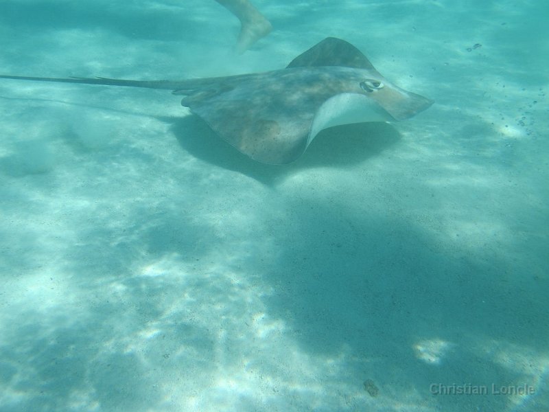 0064 IMG 0879 Moorea
