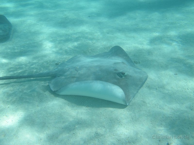 0066 IMG 0883 Moorea