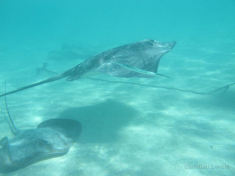 0067 IMG 0884 Moorea