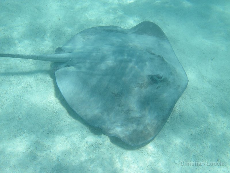 0069 IMG 0887 Moorea