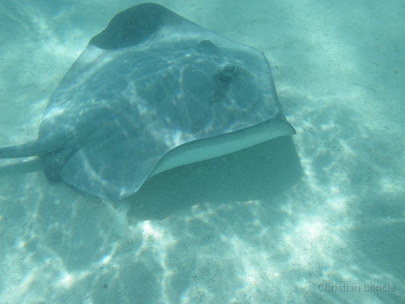 0070 IMG 0888 Moorea