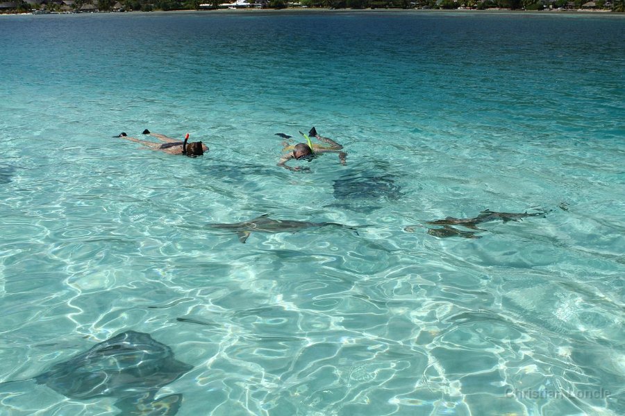 0103 IMG 1955 Moorea