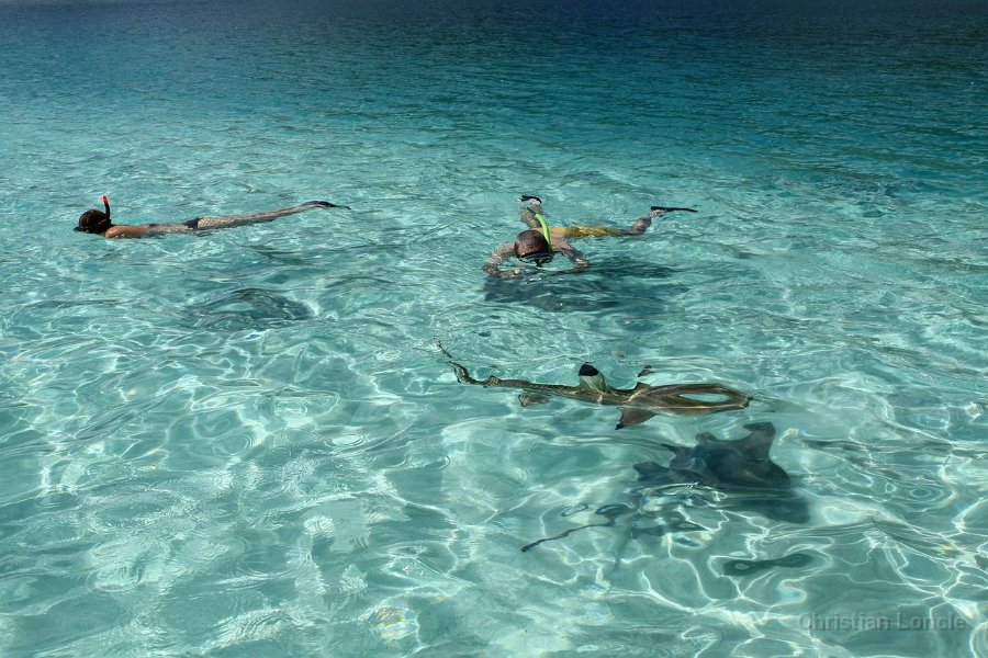 0104 IMG 1956 Moorea