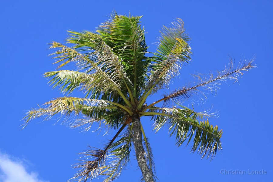 0130 IMG 1993 Moorea