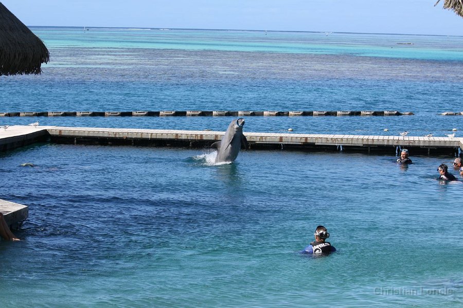 0196 IMG 2122 Moorea
