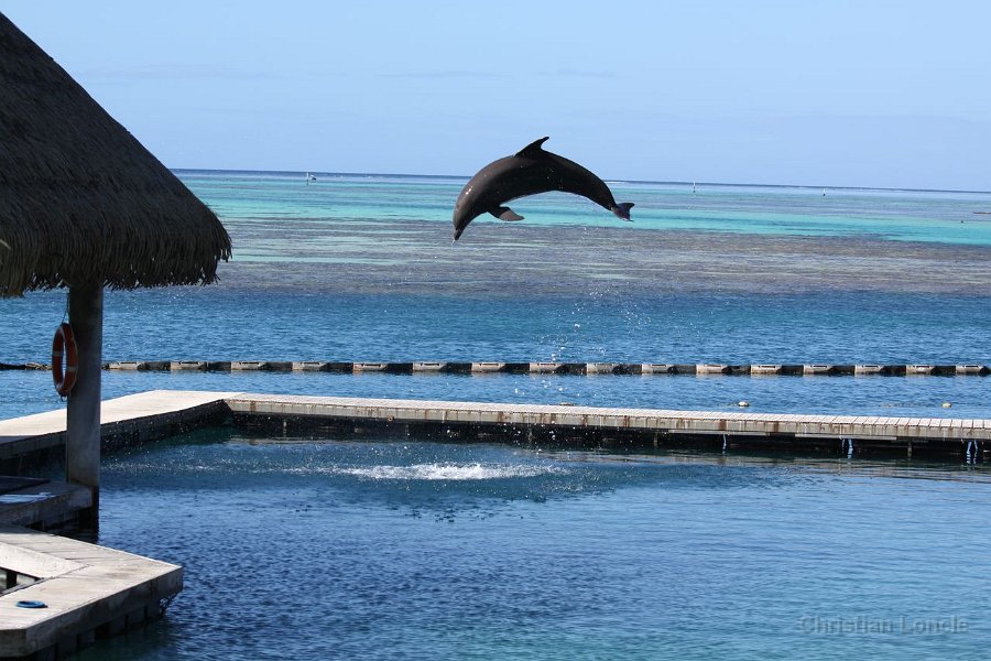 0200 IMG 2130 Moorea