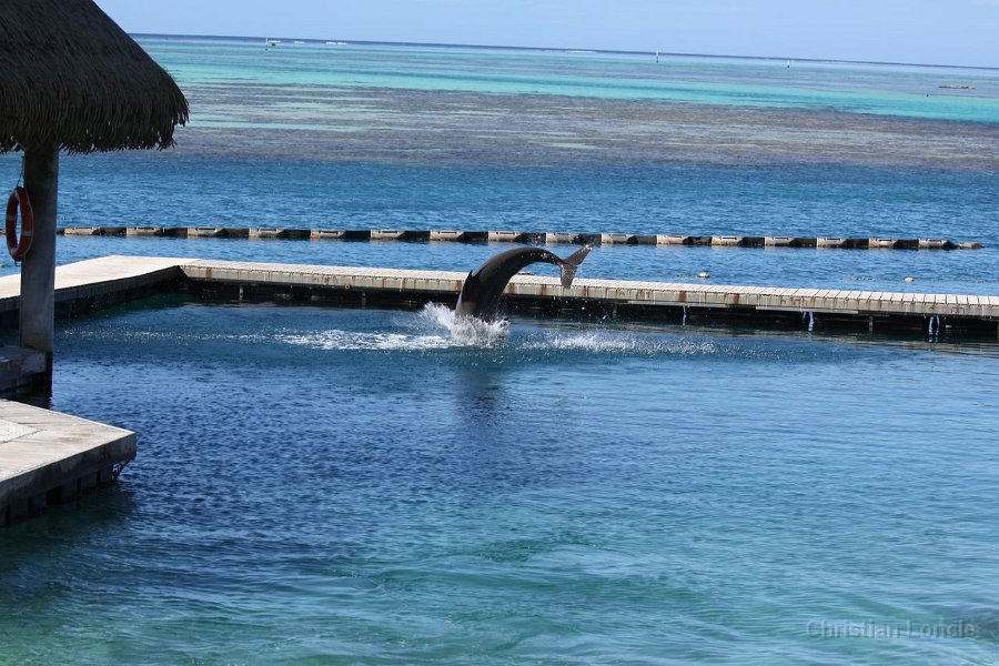 0201 IMG 2131 Moorea