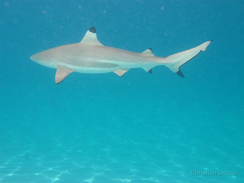 0205 IMG 0924 Moorea
