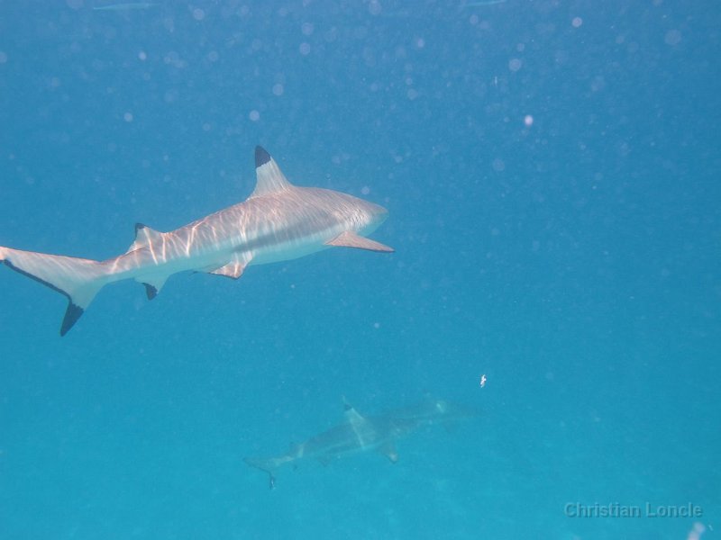 0213 IMG 0943 Moorea