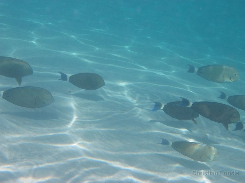 0214 IMG 0946 Moorea