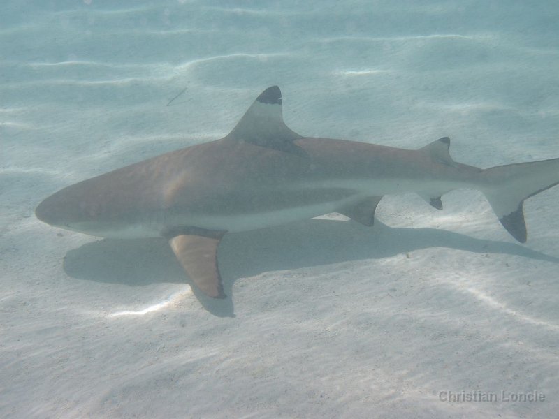 0215 IMG 0949 Moorea