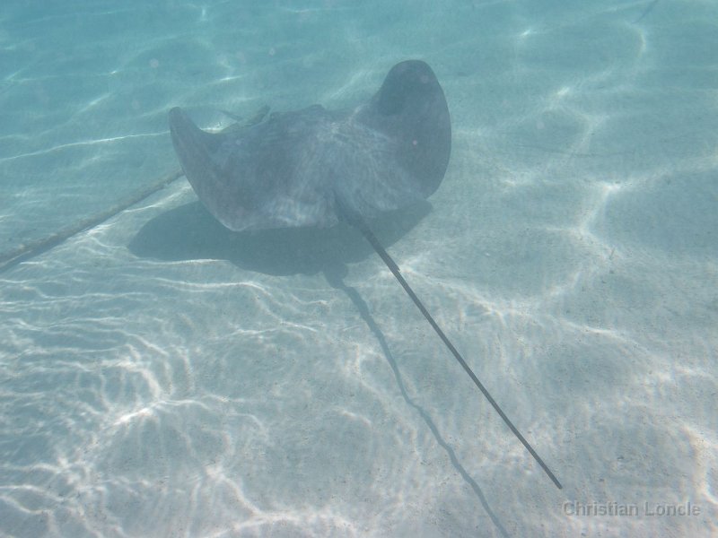 0216 IMG 0951 Moorea