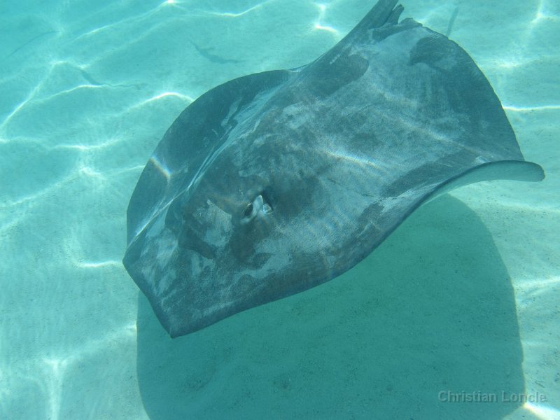0221 IMG 0971 Moorea