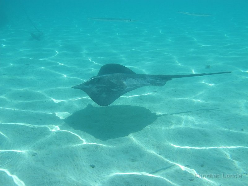 0224 IMG 0978 Moorea