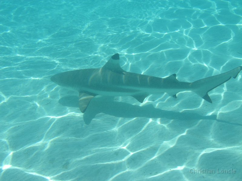 0227 IMG 0985 Moorea