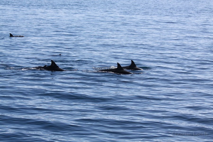 0250 IMG 2157 Moorea
