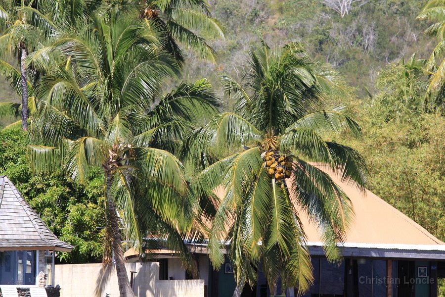 0266 IMG 2183 Moorea