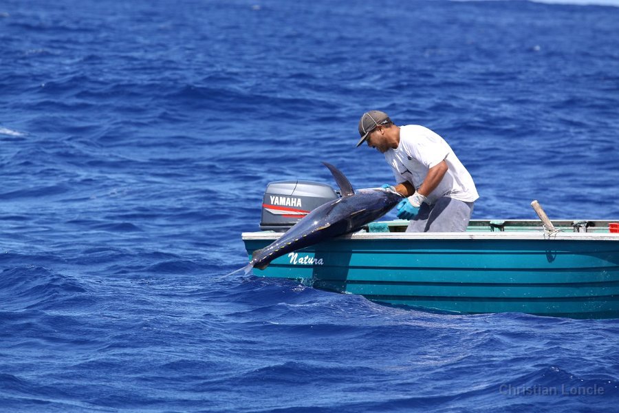 0311 IMG 2248 Moorea