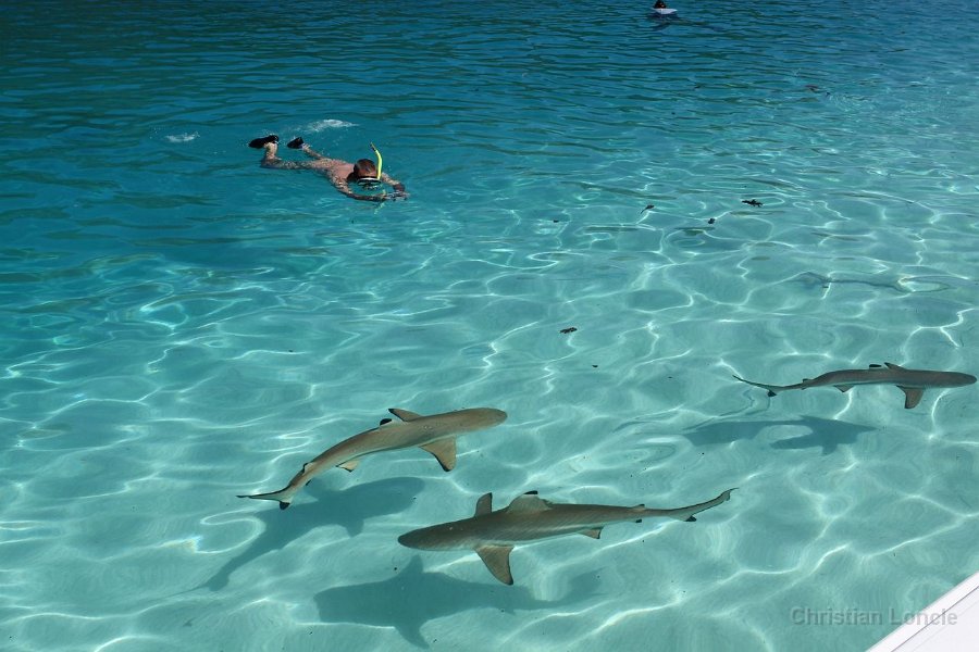 0322 IMG 2268 Moorea