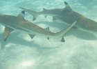 0051_IMG_0857_Moorea.JPG