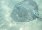 0052_IMG_0858_Moorea.JPG