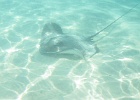 0053_IMG_0861_Moorea.JPG