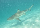 0055_IMG_0865_Moorea.JPG