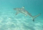 0056_IMG_0866_Moorea.JPG
