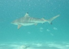 0058_IMG_0869_Moorea.JPG