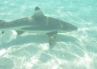 0059_IMG_0870_Moorea.JPG
