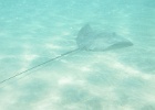 0060_IMG_0871_Moorea.JPG