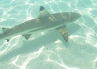 0061_IMG_0873_Moorea.JPG