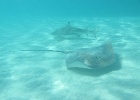 0068_IMG_0885_Moorea.JPG