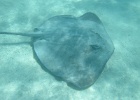 0069_IMG_0887_Moorea.JPG