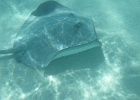 0070_IMG_0888_Moorea.JPG