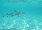 0071_IMG_0889_Moorea.JPG