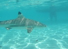 0072_IMG_0891_Moorea.JPG