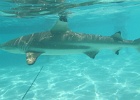 0073_IMG_0892_Moorea.JPG