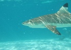 0074_IMG_0893_Moorea.JPG
