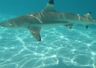 0076_IMG_0895_Moorea.JPG