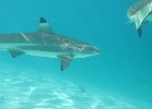 0078_IMG_0899_Moorea.JPG