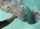 0097_IMG_1949_Moorea.JPG