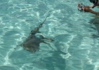 0105_IMG_1957_Moorea.JPG