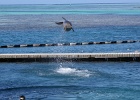 0193_IMG_2120_Moorea.JPG