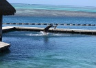 0201_IMG_2131_Moorea.JPG